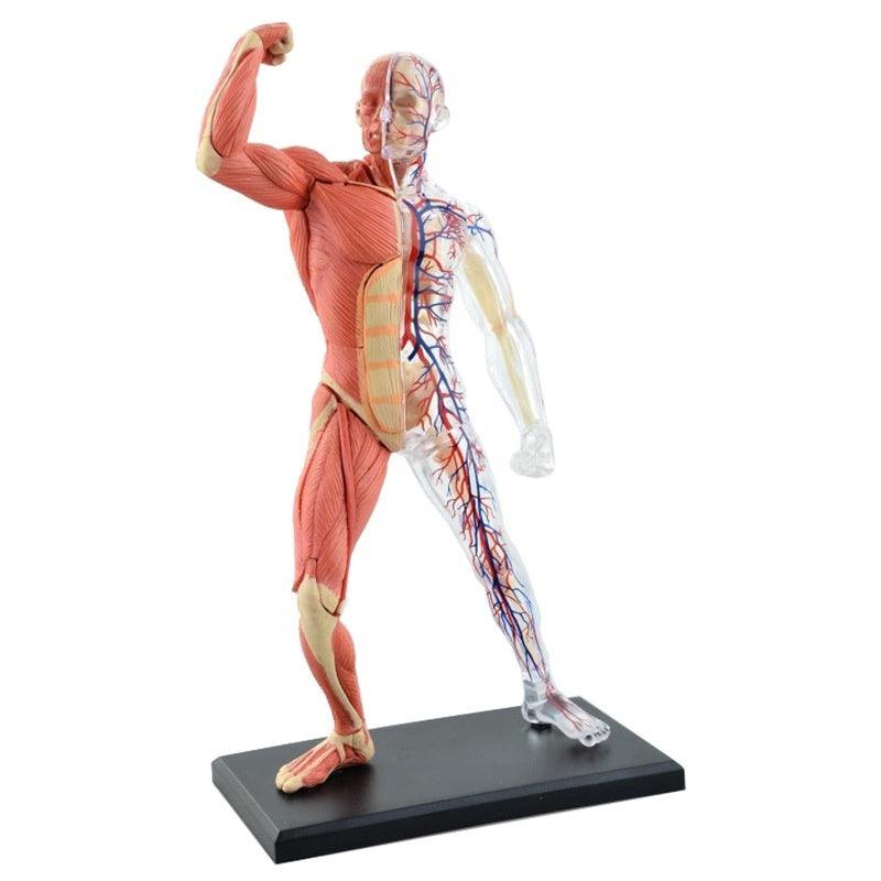 4D Master Puzzle Toy Anatomy Model Of Human Muscles and Organs DIY Popular Science Tool For Medical Teaching